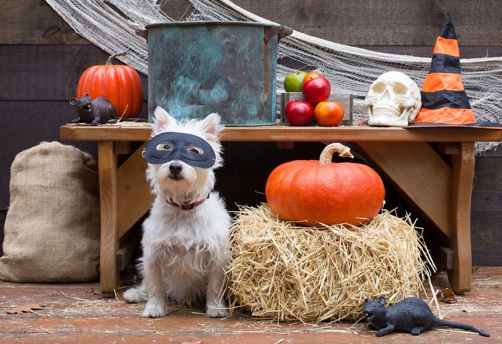 A small white dog in a black mask next to pumpkins